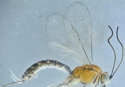 Réf. 353 128 : Piogaster sp.